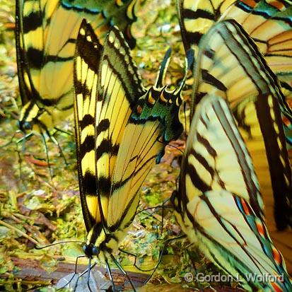 Tiger Swallowtails_P1010462.jpg - Eastern Tiger Swallowtail (Papilio glaucus) photographed near Newboro, Ontario, Canada.